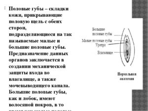 Строение малых половых губ