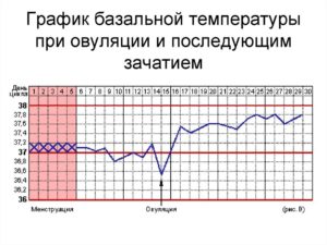 Овуляция, график базальной температуры