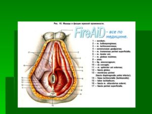 Что -это за отверстие в промежности