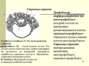 Изменение структуры хориона