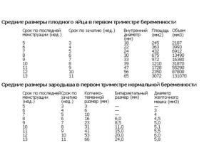 Размеры плодного яйца и эмбриона