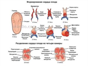 Сердцебиение у эмбриона