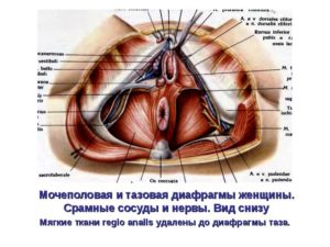 Боль между анусом и влагалищем