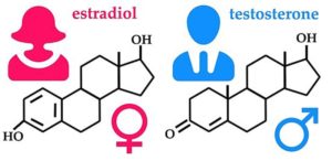 Эстрадиол и тестостерон