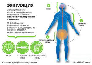 Непроизвольное семяизвержение во время полового акта