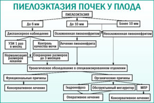 Пиелоэктазия правой почки у беременной