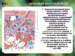 ОАК - низкая пролиферативная активность эритрокариоцитов костного мозга