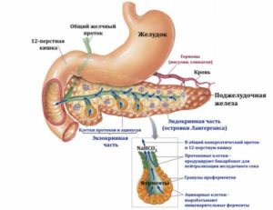 Поджелудочная железа реактивные изменения у ребенка возраст 9 лет