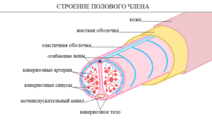 В пенисе появились твердые сухожилия похожие на вену