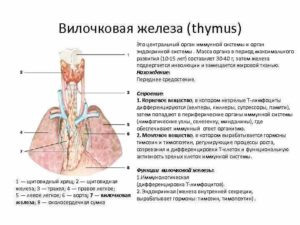 Вилочковая железа, расчёт объема и массы тимуса