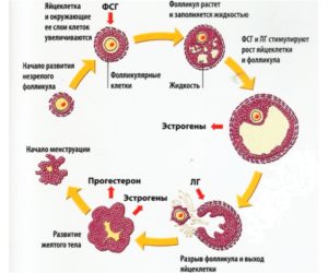 Не могу забеременеть. Повышен 17 ОПГ. Медленный рост фолликулов