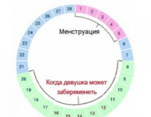 Ввероятность беременности за 5 дней до овуляции