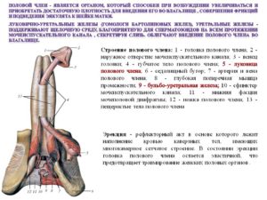 В пенисе появились твердые сухожилия похожие на вену