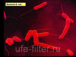 Escherichia coli в горле 10 в 6 степени