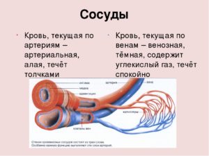Слышно как кровь течет по сосудам
