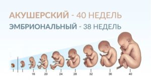 Беременность чем отличается акушерский срок от эмбрионального