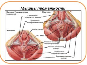 Что -это за отверстие в промежности