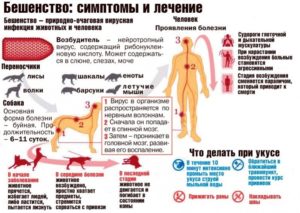 Бешенство от мышей