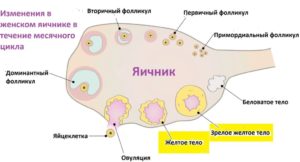 Не могу забеременеть. Повышен 17 ОПГ. Медленный рост фолликулов