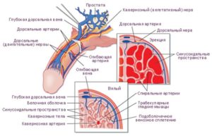 В пенисе появились твердые сухожилия похожие на вену