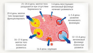 Не могу забеременеть. Повышен 17 ОПГ. Медленный рост фолликулов