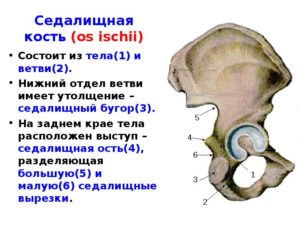 Седалищный бугор