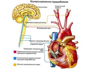 Учащение пульса после еды