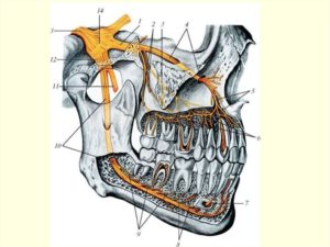 Задели нижнечелюстной нерв