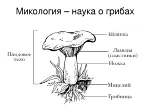 Элементы патологического гриба