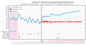 Возможна ли двойная овуляция