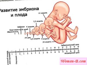 Беременность чем отличается акушерский срок от эмбрионального