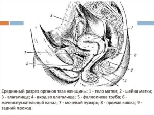 Трение половыми органами без проникновения. Надумки или правда?