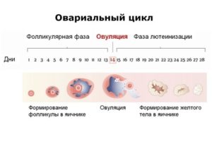 Не могу забеременеть. Повышен 17 ОПГ. Медленный рост фолликулов