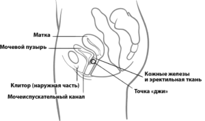 Отсутствие вагинального оргазма