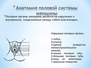 Строение малых половых губ