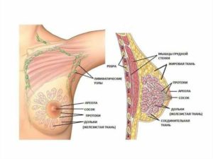 Отлежала молочную железу