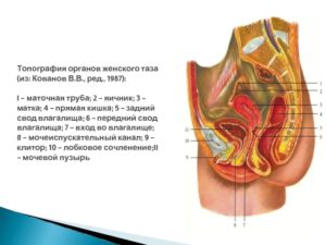 Жидкость в заднем своде