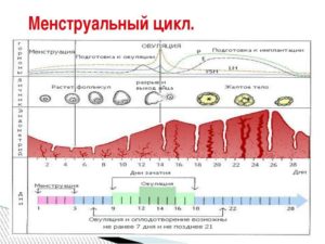 Сбой цикла. Месячные начались через 17 дней