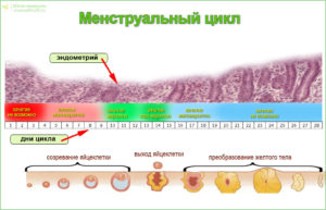 Сбой цикла. Месячные начались через 17 дней