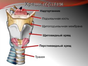 Как вернуть надгортанник на место? Или это щитовидный хрящ?