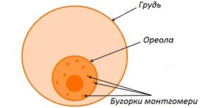 Бугорки Монтгомери