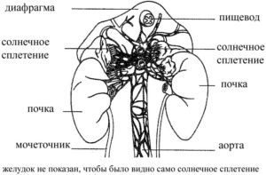 Ощущение сердцебиения в области солнечного сплетения