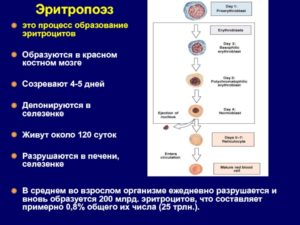 ОАК - низкая пролиферативная активность эритрокариоцитов костного мозга