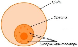 Выделения из бугорков монтгомери