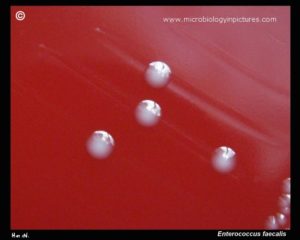 Enterococcus faecalis 10 в 3 степени