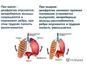 Боли в сердце при смехе и выдохе