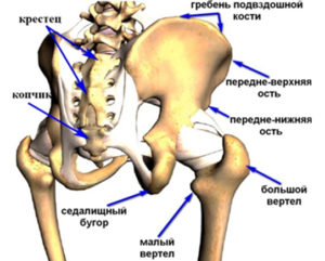 Седалищный бугор