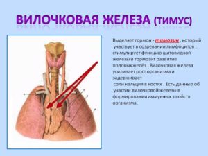 Вилочковая железа, расчёт объема и массы тимуса