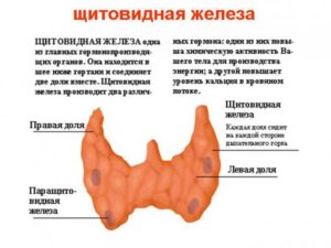 Дополнительная долька щитовидной железы