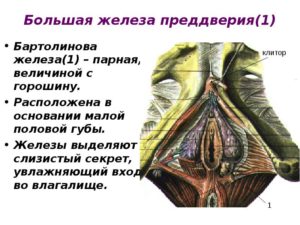 Строение малых половых губ